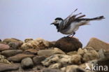 Witte Kwikstaart (Motacilla alba alba)