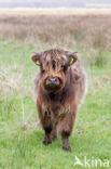 Highland Cow (Bos domesticus)