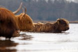 Highland Cow (Bos domesticus)