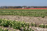 Tulip (Tulipa)