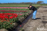 Tulip (Tulipa)