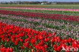 Tulip (Tulipa)