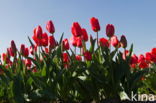 Tulp (Tulipa)