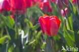 Tulip (Tulipa)