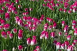 Tulp (Tulipa)