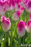 Tulp (Tulipa)