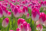 Tulp (Tulipa)