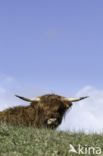 Highland Cow (Bos domesticus)