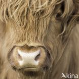 Highland Cow (Bos domesticus)