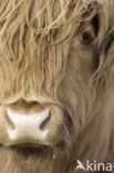 Highland Cow (Bos domesticus)