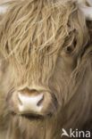 Highland Cow (Bos domesticus)