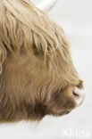 Highland Cow (Bos domesticus)