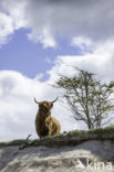 Highland Cow (Bos domesticus)