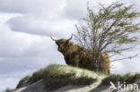 Highland Cow (Bos domesticus)