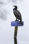 Cormorant (Nannopterum harrisi)