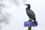 Cormorant (Nannopterum harrisi)