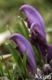 Purple Toothwort (Lathraea clandestina)