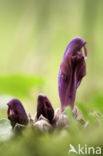 Purple Toothwort (Lathraea clandestina)