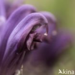 Purple Toothwort (Lathraea clandestina)