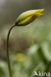 Bostulp (Tulipa sylvestris)