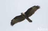 Common Buzzard (Buteo buteo)