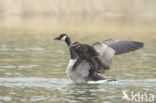 Canada Goose (Branta canadensis)