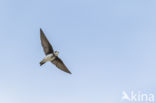 Bank Swallow (Riparia riparia)