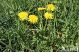 Taraxacum tortilobum