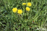 Gekroesde Paardenbloem (Taraxacum tortilobum)