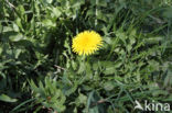 Taraxacum tortilobum