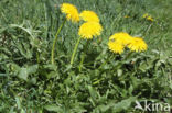 Taraxacum tortilobum