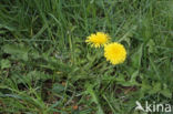 Gekroesde Paardenbloem (Taraxacum tortilobum)