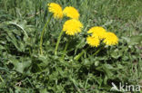 Gekroesde Paardenbloem (Taraxacum tortilobum)