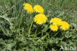 Gekroesde Paardenbloem (Taraxacum tortilobum)