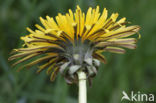 Taraxacum tortilobum