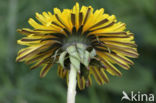 Gekroesde Paardenbloem (Taraxacum tortilobum)