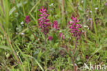 gewone duivenkervel (fumaria officinalis)