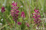 gewone duivenkervel (fumaria officinalis)