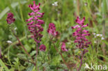 gewone duivenkervel (fumaria officinalis)