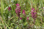 gewone duivenkervel (fumaria officinalis)