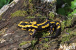 Vuursalamander (Salamandra salamandra)