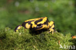 Fire Salamander (Salamandra salamandra)