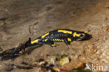 Fire Salamander (Salamandra salamandra)