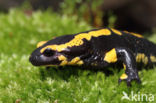 Fire Salamander (Salamandra salamandra)