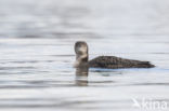 Common Loon