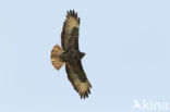 Common Buzzard (Buteo buteo)