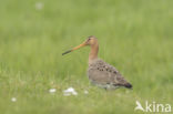 Black-tailed Godwit (Limosa limosa)