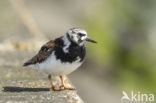 Ruddy Turnstone (Arenaria interpres)