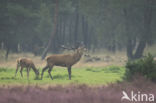 Red Deer (Cervus elaphus)