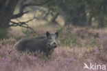 Wild Boar (Sus scrofa)